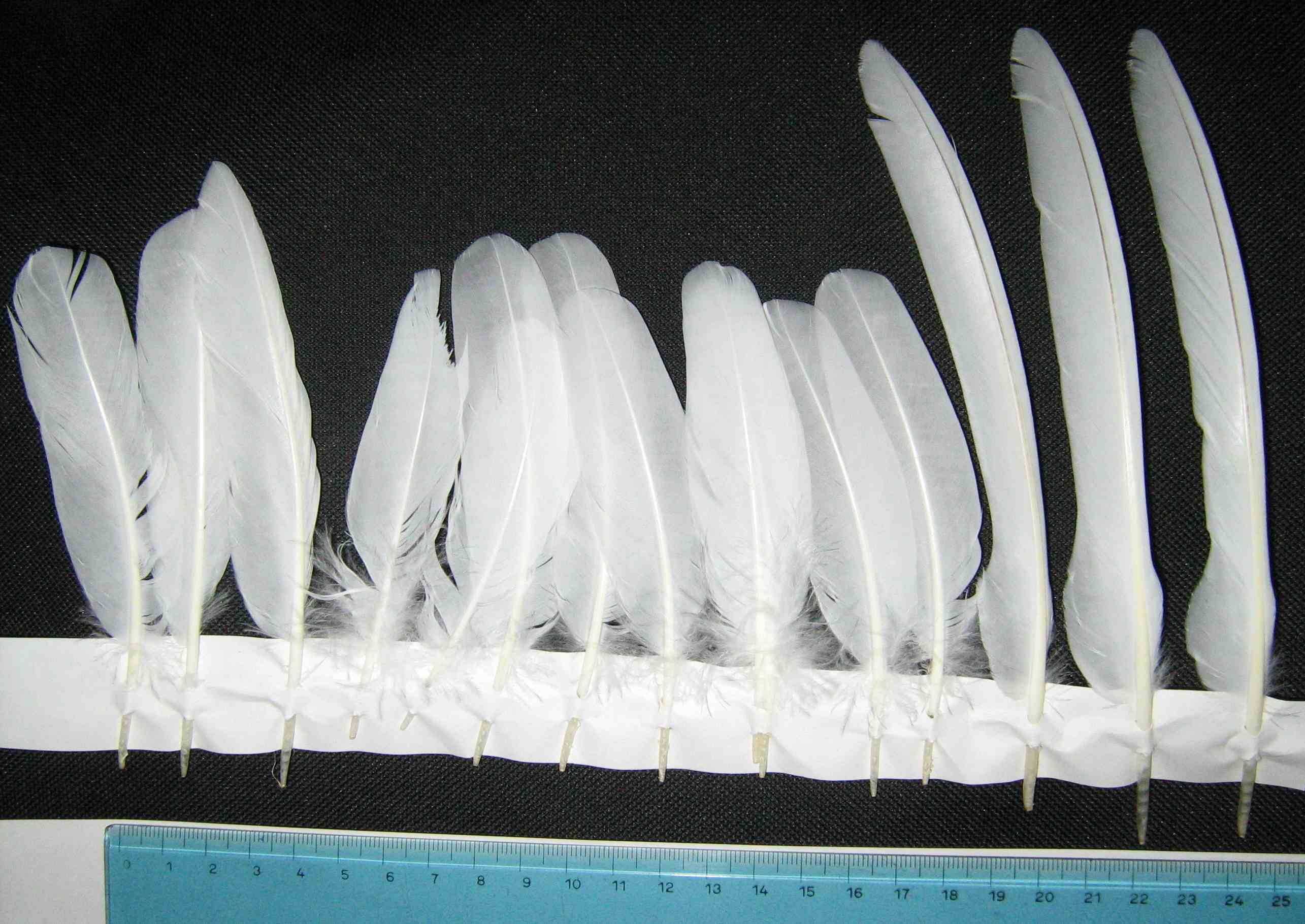 Penne e piume: Pernice bianca Lagopus mutus